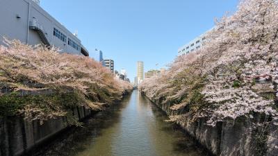 目黒川(桜並木)