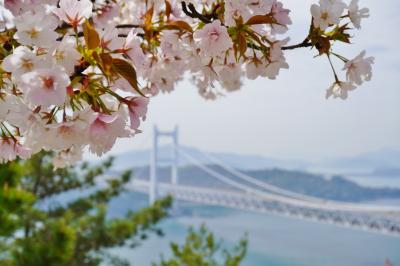 岡山晴れ旅　　後楽園～岡山城　と　桜咲く鷲羽山