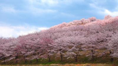 虎山の千本桜(現状2000本)