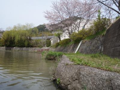 八幡堀で舟遊び。桜も満開。優雅な一日。