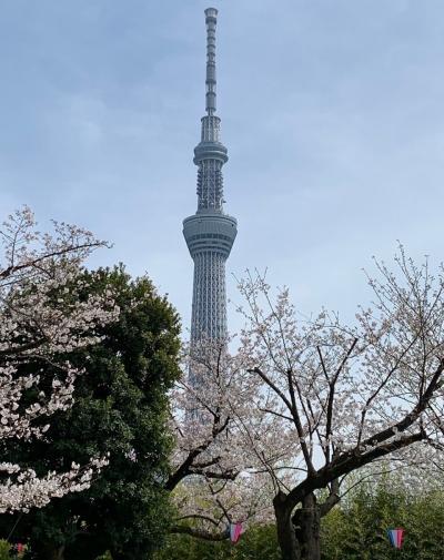 ２０２４　桜さんぽ・隅田川