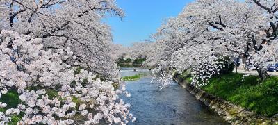 ☆さくらの名所百選　五条川の桜 2024 ☆　春の陽気に誘われて。。＜愛知県＞