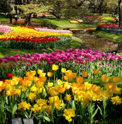 団塊夫婦の春の花散歩・２０２４－桜とチューリップの競演を見に昭和記念公園へ