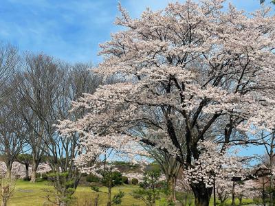 那須、温泉、桜めぐり。