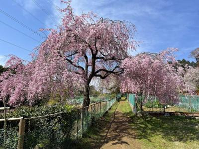 しだれ桜咲くユガテへ