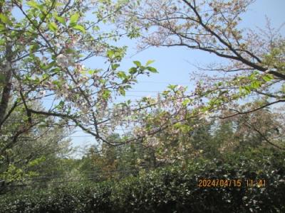 柏市のあけぼの山公園・葉桜・2024年