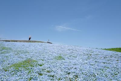 青空Xネモフィラは最高！ネモフィラカラーの臨時特急で行く「ひたち海浜公園」の花々に囲まれるひと時。