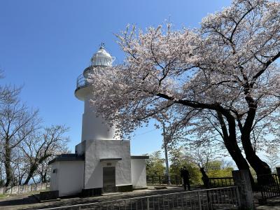 ２０２４年富山の桜