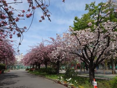 亀戸中央公園のサトザクラ満開　2024