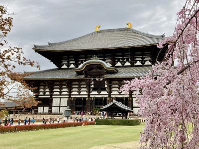 11年ぶりひとりお花見部in奈良　旅4日めは花まつり　風活と花見と花御堂