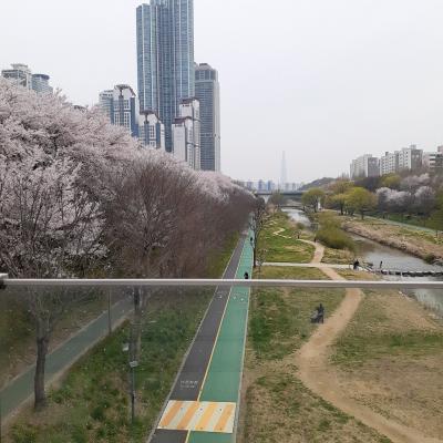 【2024年4月韓国・ソウル】アラフィフひとり旅～前半～