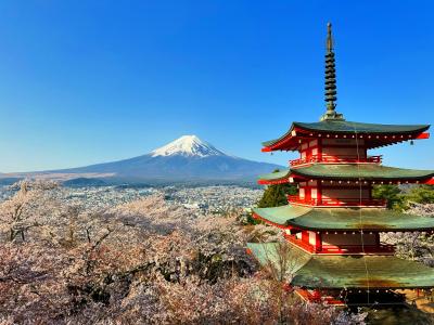 遅めのお花見！新倉山浅間公園から桜、富士山、忠霊塔の絶景を堪能しました！山中湖より逆さ富士、火入れを見ました！