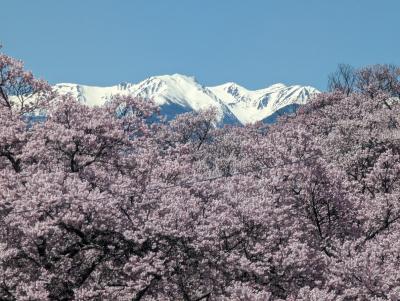 高遠城址公園のお花見