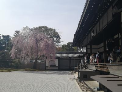 ’２４　京都・奈良桜さんぽ６　京都（先斗町～祇園白川～円山公園～高台寺）