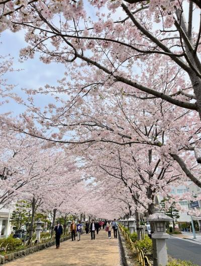 春の箱根へ　箱根のお宿が外国人ばかりで驚きました