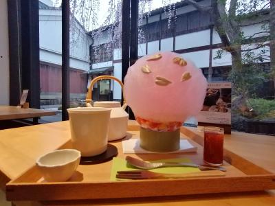 ’２４　京都・奈良桜さんぽ９　京都（前田珈琲 明倫店～然花抄院～祇園白川散策）