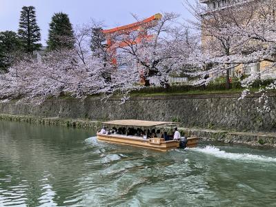 シニアの2024　今年も何とか桜が見れたぞー（１）（べたな岡崎公園周辺・黒谷・南禅寺）