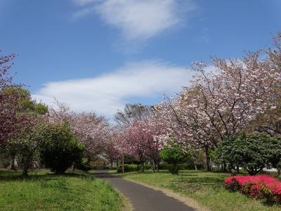 大島小松川公園の遅咲き桜　2024