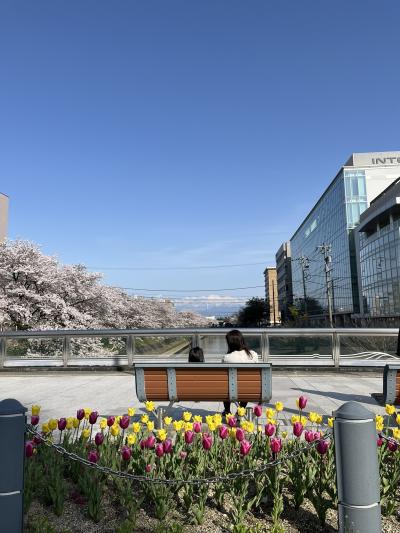 北陸応援！桜満開の富山へ行ってきました