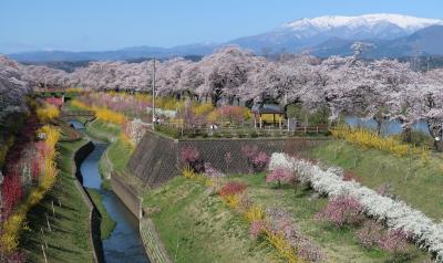 ★白石川堤一目千本桜満開の春景色