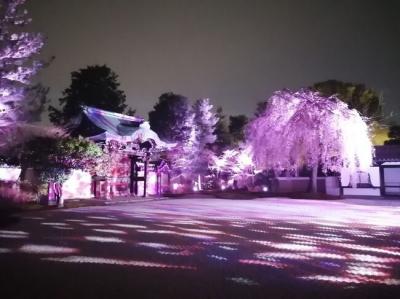 ’２４　京都・奈良桜さんぽ１０　京都（円山公園～知恩院～八坂神社～高台寺）
