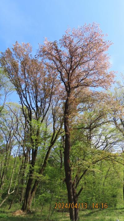 森のさんぽ道で見られた山桜