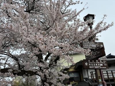 2024.04  《ホテルウィングインターナショナル飛騨高山》春の遠足、当日予約で宿泊！