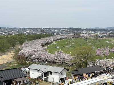 桜を追いかけて岩手へ①（北上展勝地さくらまつり）