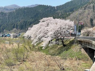 紅葉の名所として有名な九頭竜湖の花見旅行記