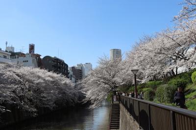 目黒川の桜並木をお散歩２０２４年４月