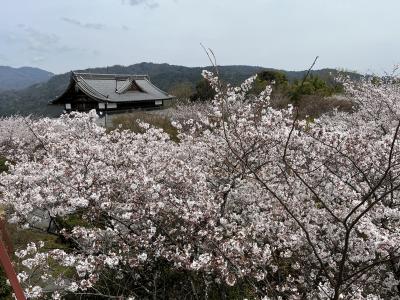 シニアの2024　今年も何とか桜が見れたぞー（２）（将軍塚青龍殿・首途神社・妙満寺）