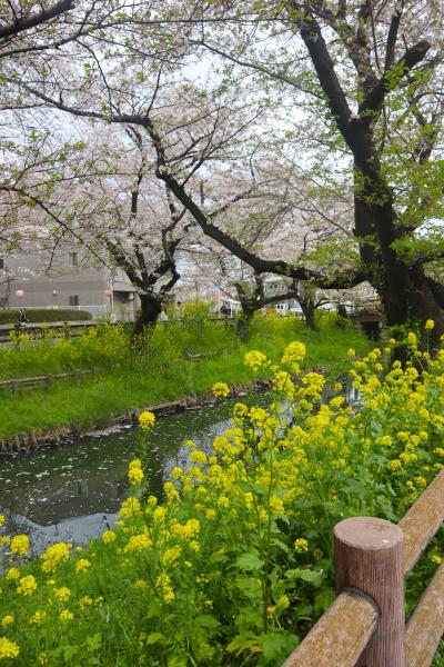 春の川越（後半）☆川越氷川神社・新河岸川の桜・川越まつり会館☆クラ カフェ☆2024/04/12