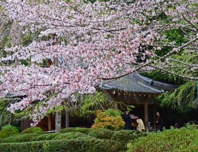 ３時間で巡る桜の京都