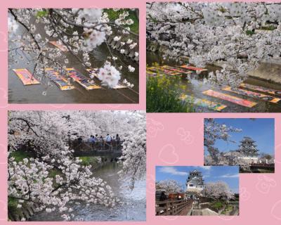 2024sakuraシリーズ3　桜舞う五条川のんぼり洗い♪＆墨俣一夜城の桜♪