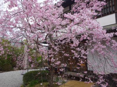 みやけ 旧鴻池邸表屋　の桜が綺麗でした。