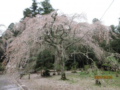 七十二候・玄鳥至（つばめきたる）：今年も無情な春、山武の長光寺・妙宣寺の枝垂れ桜の満開の姿にいつ会えるだろうか。
