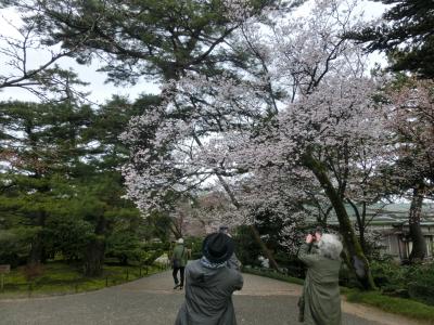 北陸応援割りを利用して、兼六園の桜を見に・・・