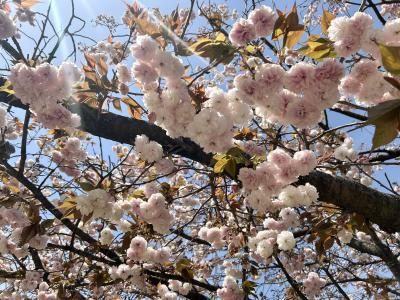 JAL初回登場ボーナスマイル獲得の旅!!