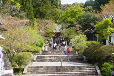 京都やすらい祭からちょい安土と和泉、南河内の仏像巡り（四・五日目完）～観心寺如意輪観音、金剛寺金堂三尊に葛井寺。これぞ仏像巡りの最高峰です～