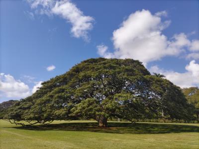 大きくなったこの木なんの木！Hawaiiプランテーションビレッジで、日系人の苦労を知ると、Hawaiiがもっと大切な場所に！