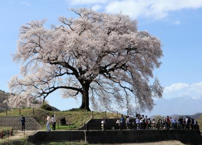 山梨桜旅・・わに塚の一本ザクラを訪ねて、神の湯温泉に宿泊です。