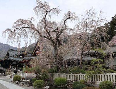 山梨桜旅・・身延山久遠寺にしだれ桜を訪ねます。