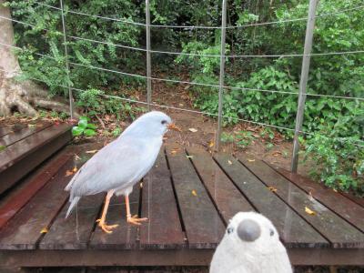 幻の鳥カグーに会いにニューカレドニアwith ゴエモン　Part ３　カグーとの遭遇