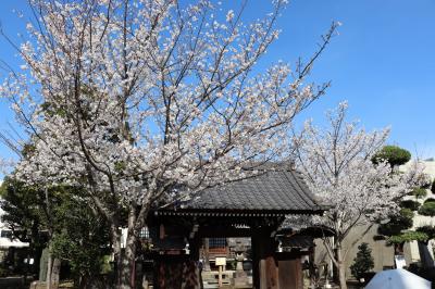 祐天寺や世田谷公園、西澄寺、蛇崩緑道などの桜巡り2024年4月