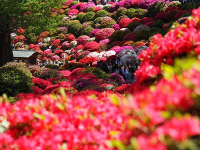 一挙両得 根津神社つつじと亀戸天神の藤     2024.4.19