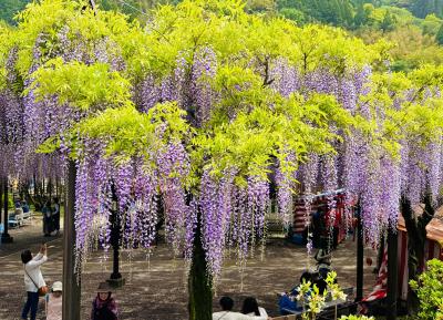 黒木の大藤の不死身(藤見)(^^)　八女の花めぐり～旅する茶のくにバスツアー～