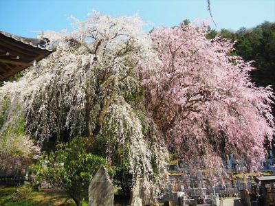 秩父さくら巡り 清雲寺のエドヒガンザクラとベニシダレザクラ