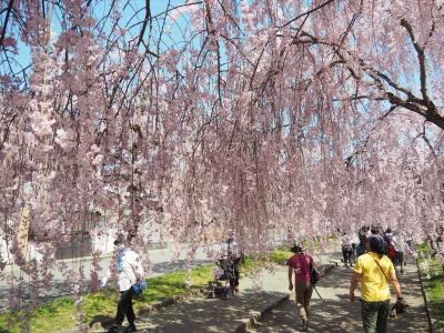 桜を追って福島へ② 満開の日中線しだれ桜並木と会津武家屋敷