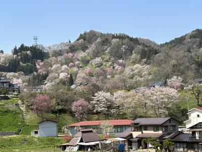 信州小川村の桜