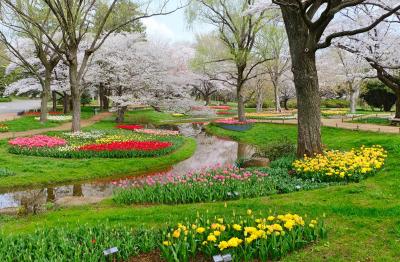 春爛漫☆フラワーガーデンを巡る旅【2】まるでオランダのチューリップガーデンのような「昭和記念公園」へ